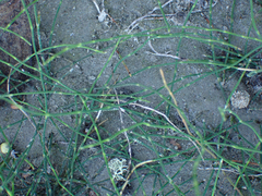 Equisetum scirpoides