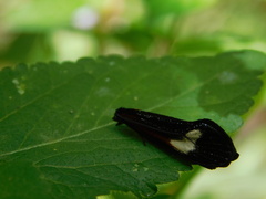 Coryptilum