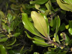 Tristaniopsis capitulata