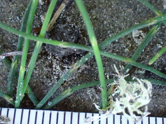 Equisetum scirpoides