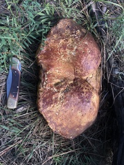 Boletus rubriceps