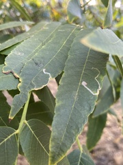 Stigmella longisacca