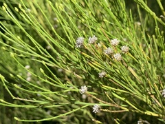 Baccharis sarothroides