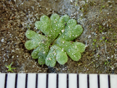 Riccia frostii