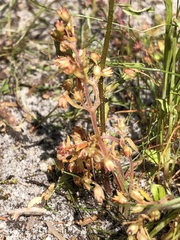 Crassula decumbens