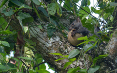 Sciurus yucatanensis