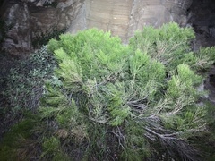 Baccharis sarothroides