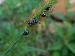 Nezarini