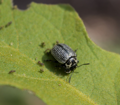 Leptinotarsa undecimlineata