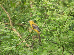 Icterus auratus