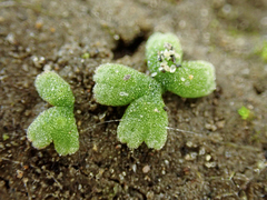 Riccia frostii