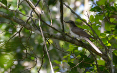 Coccyzus erythropthalmus