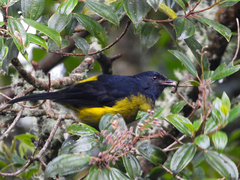 Phainoptila melanoxantha