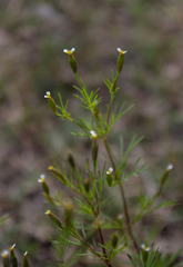 Tagetes filifolia