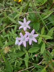 Richardia grandiflora