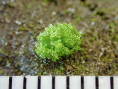 Riccia cavernosa