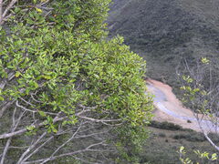 Tristaniopsis capitulata