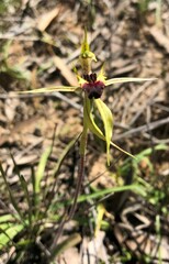 Caladenia stricta