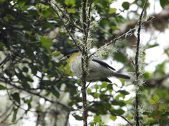 Pachyramphus versicolor