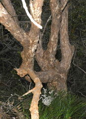 Tristaniopsis capitulata