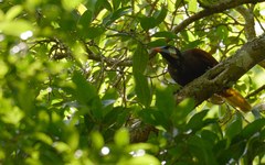 Psarocolius montezuma