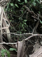 Drymobius margaritiferus