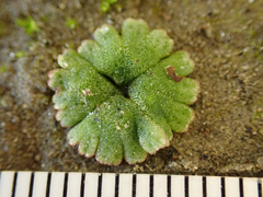 Riccia frostii