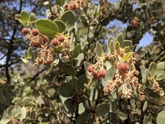 Arctostaphylos pringlei