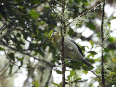 Pachyramphus versicolor
