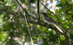 Coccyzus erythropthalmus