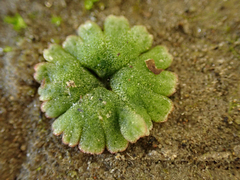 Riccia frostii