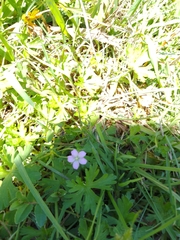 Geranium homeanum