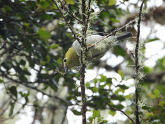 Pachyramphus versicolor