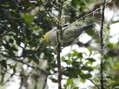 Pachyramphus versicolor