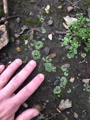 Riccia crystallina