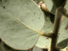 Arctostaphylos pringlei