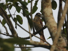 Pachyramphus aglaiae