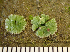 Riccia frostii