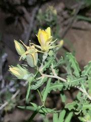 Mentzelia longiloba