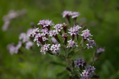 Stevia viscida