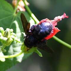 Xylocopa strandi