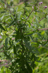 Stevia viscida