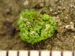 Riccia cavernosa