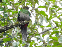 Pharomachrus mocinno