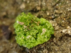 Riccia cavernosa