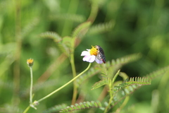 Acmaeodera haemorrhoa