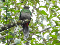 Pharomachrus mocinno