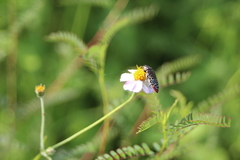 Acmaeodera haemorrhoa