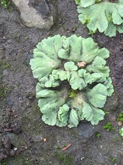 Riccia crystallina