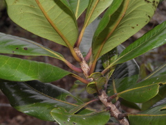 Xanthostemon multiflorus